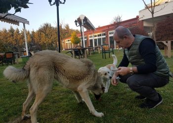 büyükçekmece, sokak hayvanları